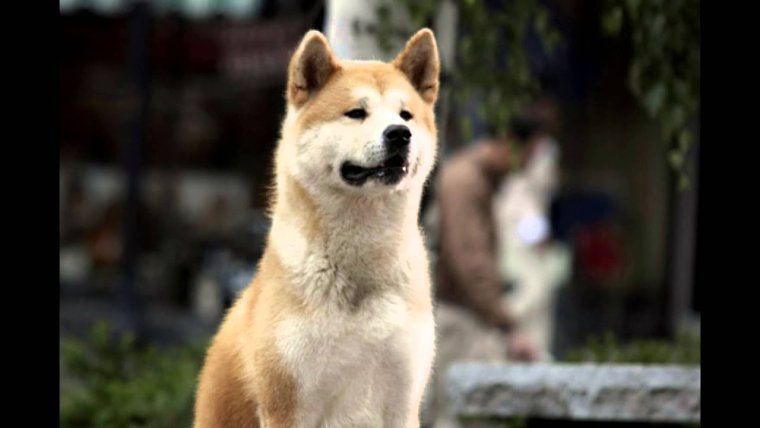 Режим Хатико