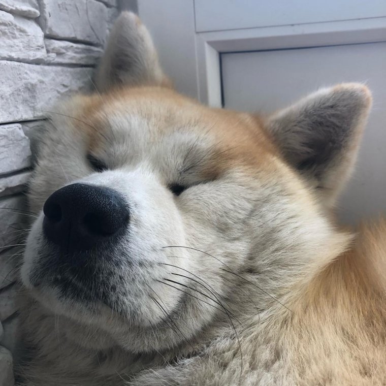 Глаза Хатико