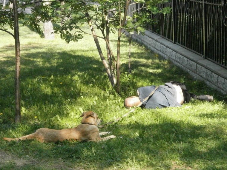 Хатико юмор