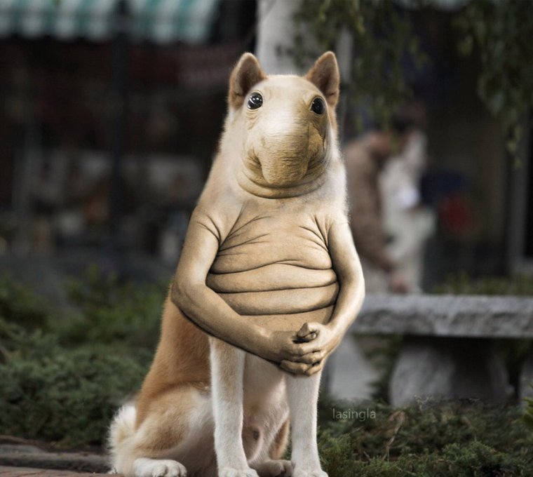 Новый Ждун собака