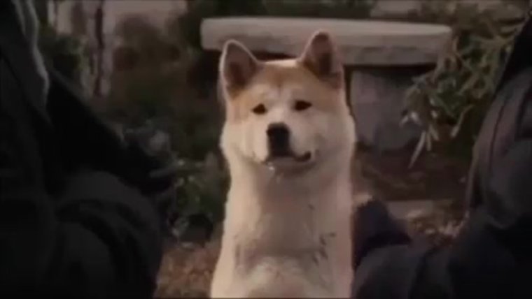 Стая Хатико