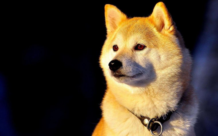 Сиба ину щенок