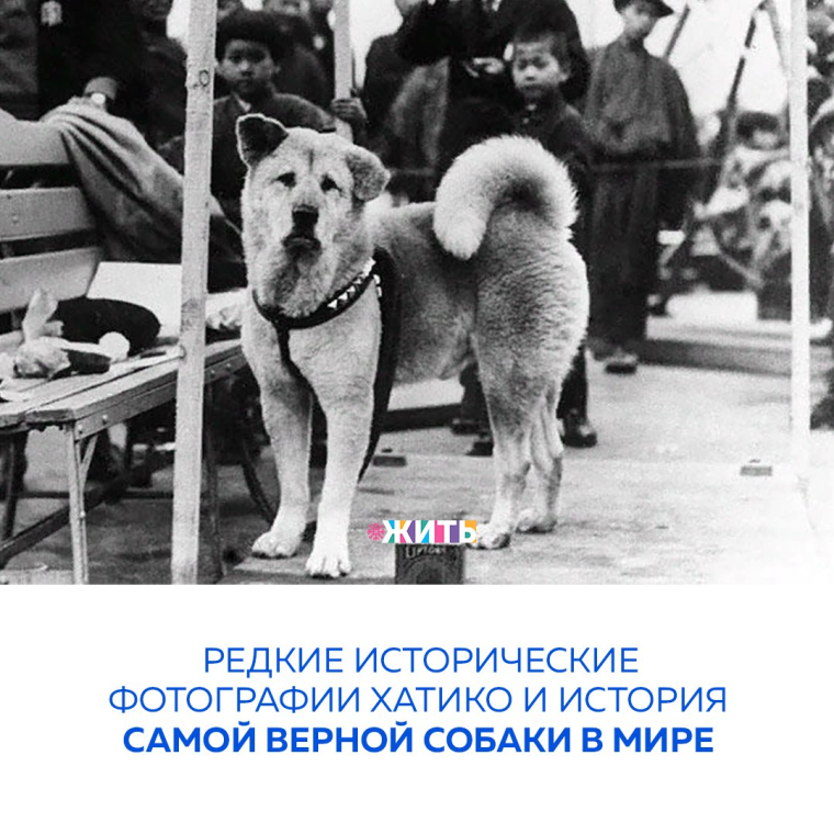 Хачико прикол