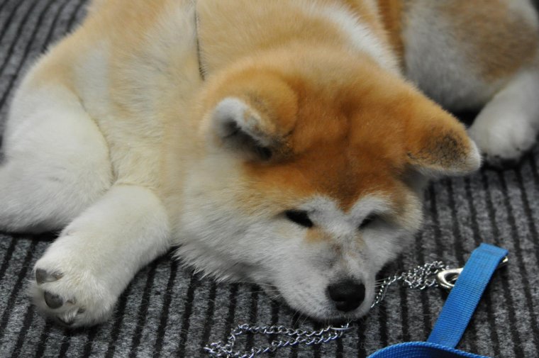 Злой Хатико