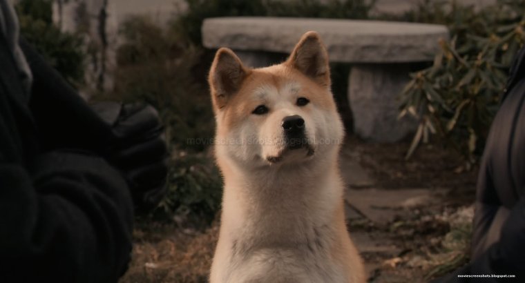 Режим Хатико