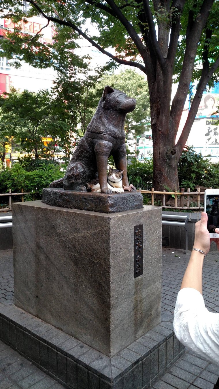 Хатико прикол