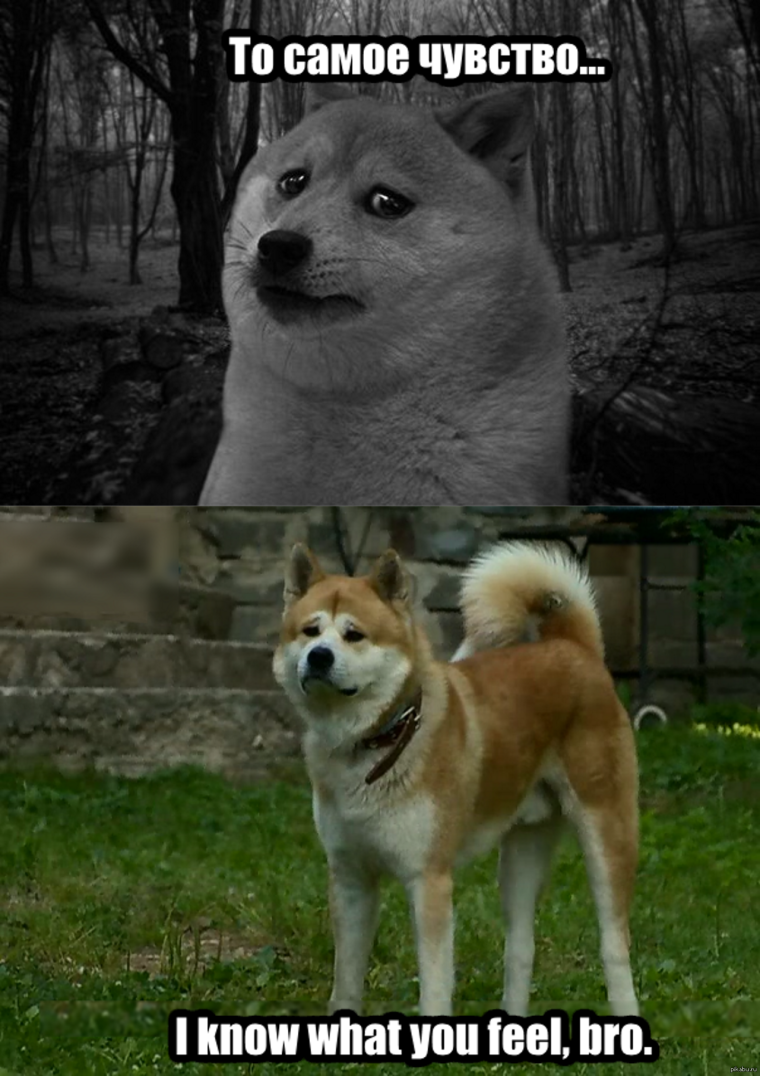 Смешной Хатико