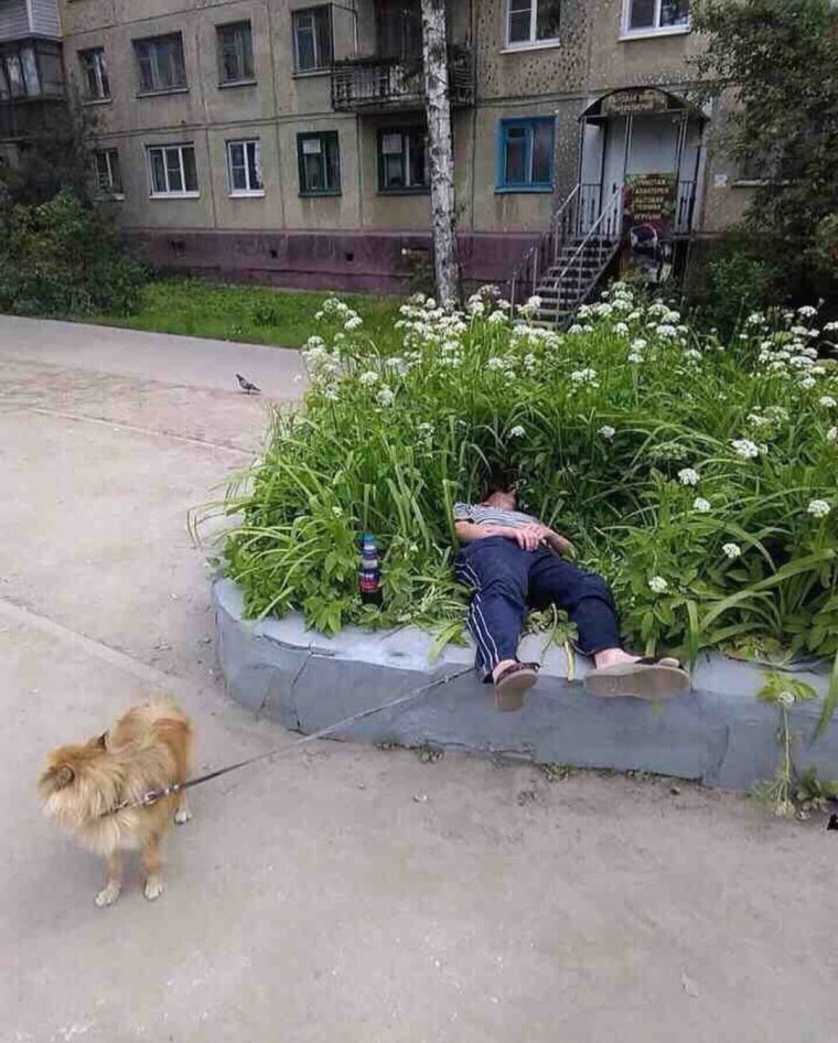 Хатико прикол