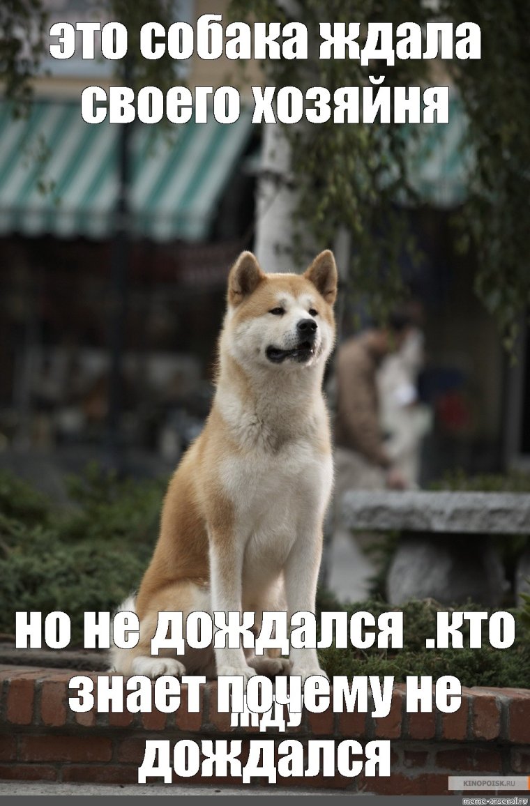 Хатико ждет