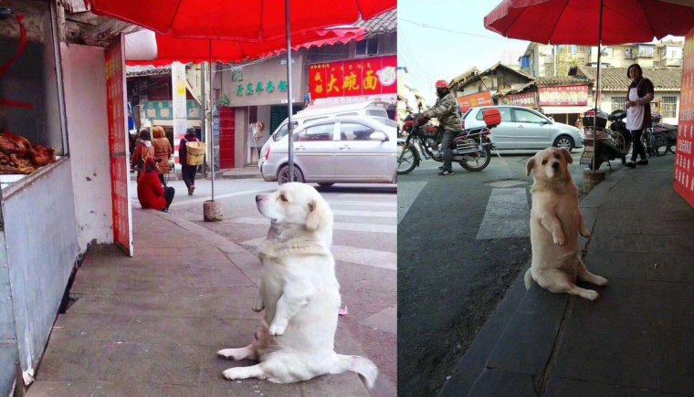 Хатико юмор