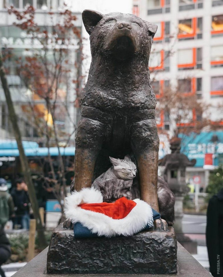 Хатико прикол