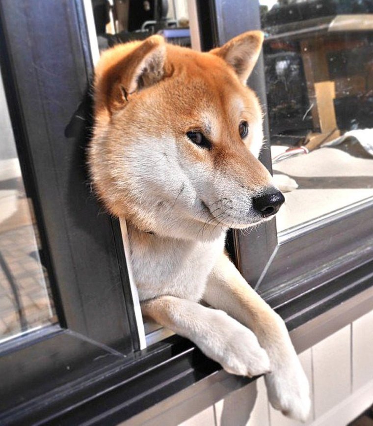 Акита ину Мем
