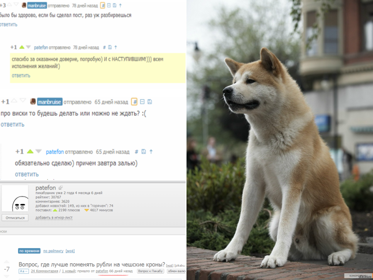 Хатико прикол