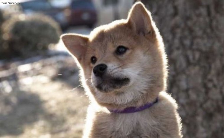 Акито фильм