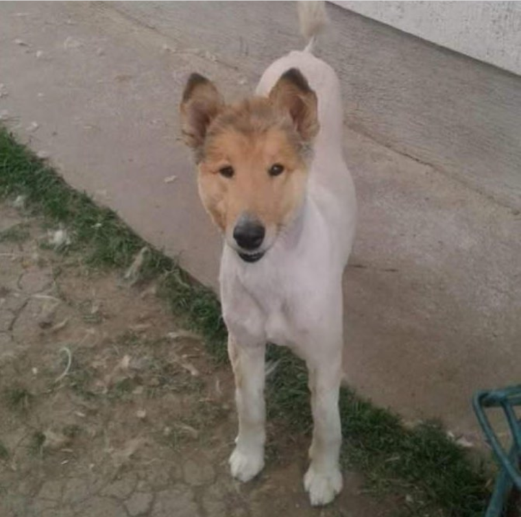 Собака Ричард Гир