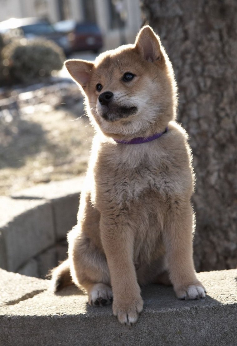 Акита-ину фильм Хатико