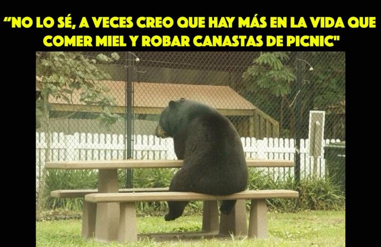 Ждем санкций медведь