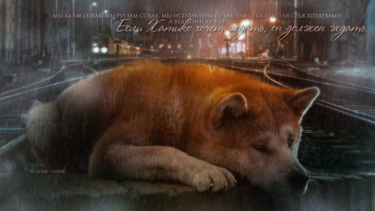 Грустный Хатико