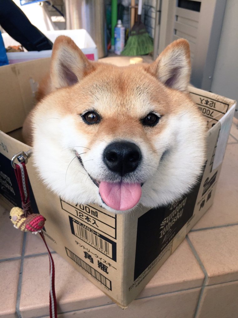 Акита ину на аву