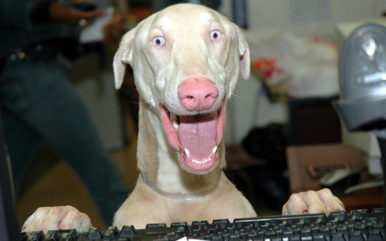 Животные ржака