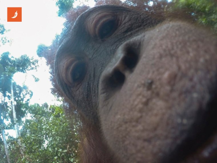 Обезьяна делает селфи