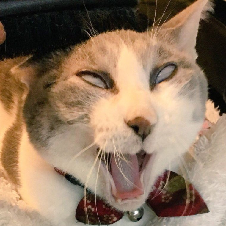 Кот ахегао лицо