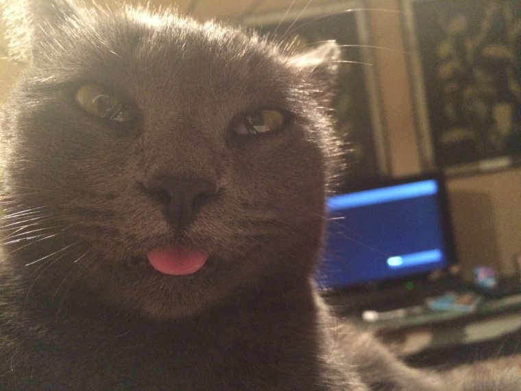 Кот с камерой