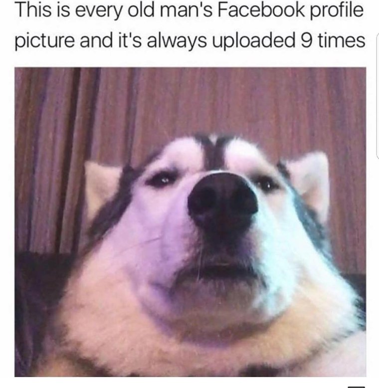 Собака фронталка