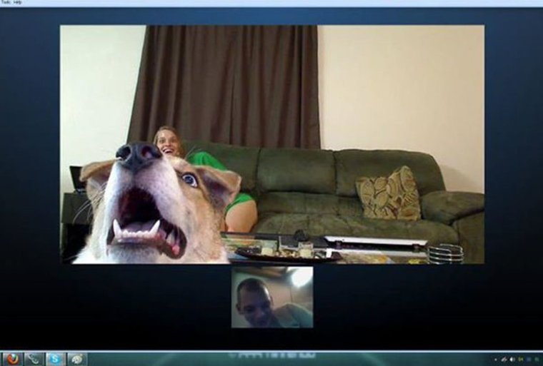 Собака по видеосвязи