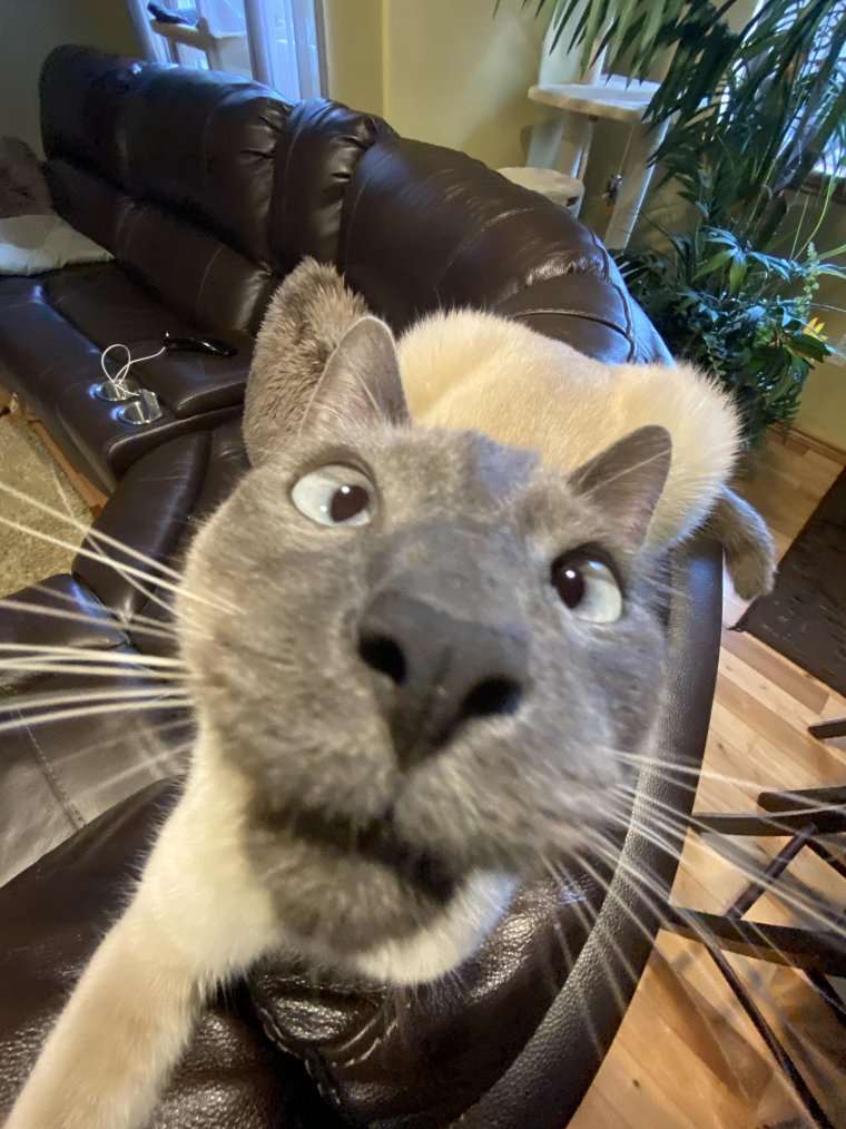 Кот фронталка