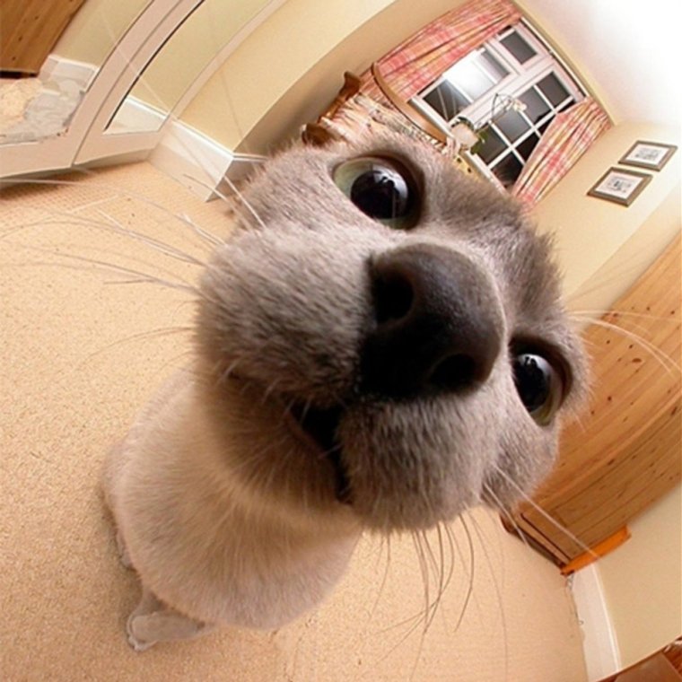 Прикольные мордашки животных