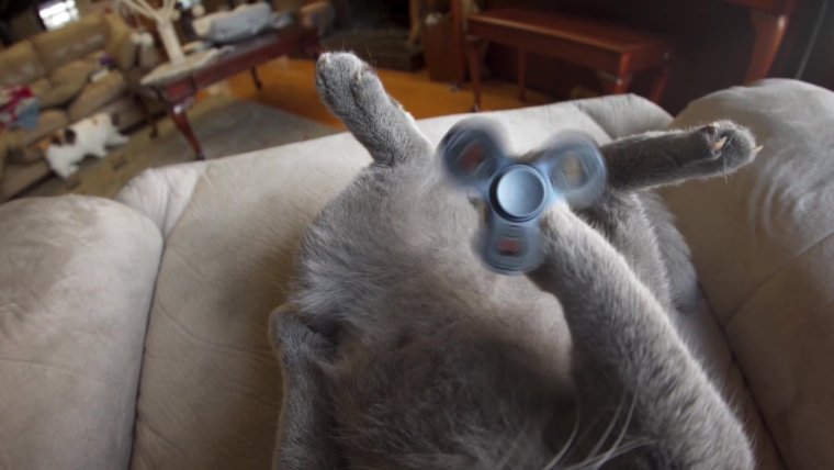 Кот с камерой