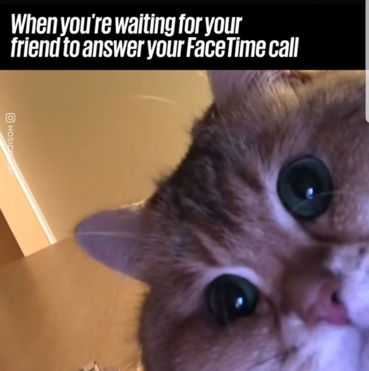 Павиан Наруто селфи