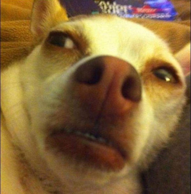 УГАРНАЯ собака Мем