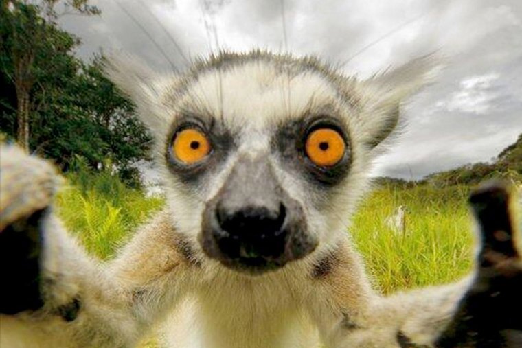 Упоротый лемур