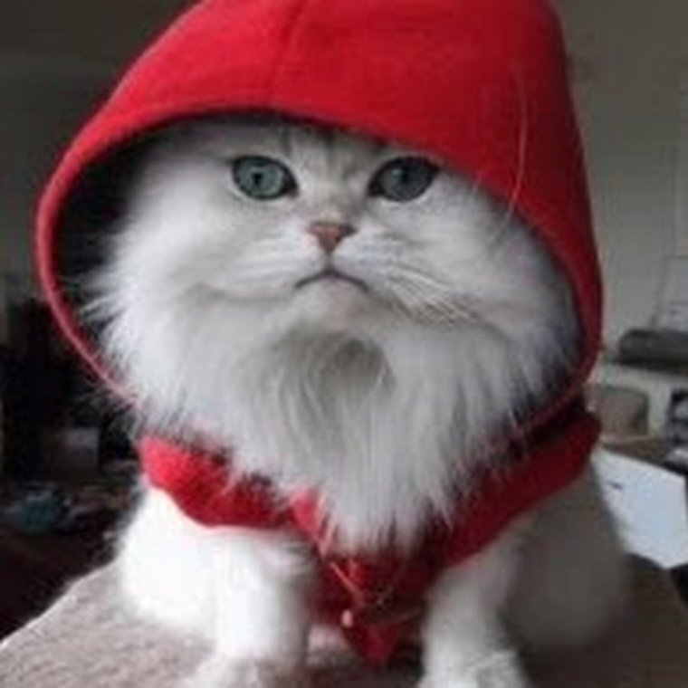 Котики в шапке красной