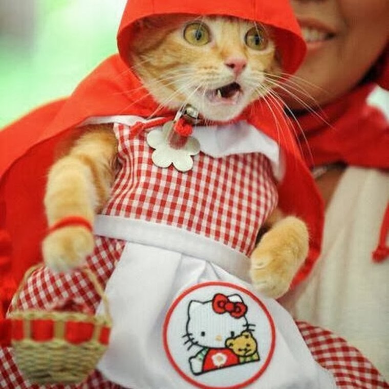 Самые смешные карикатуры с надписями