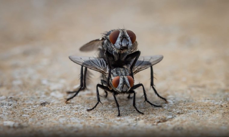 Прикольные фото мухи