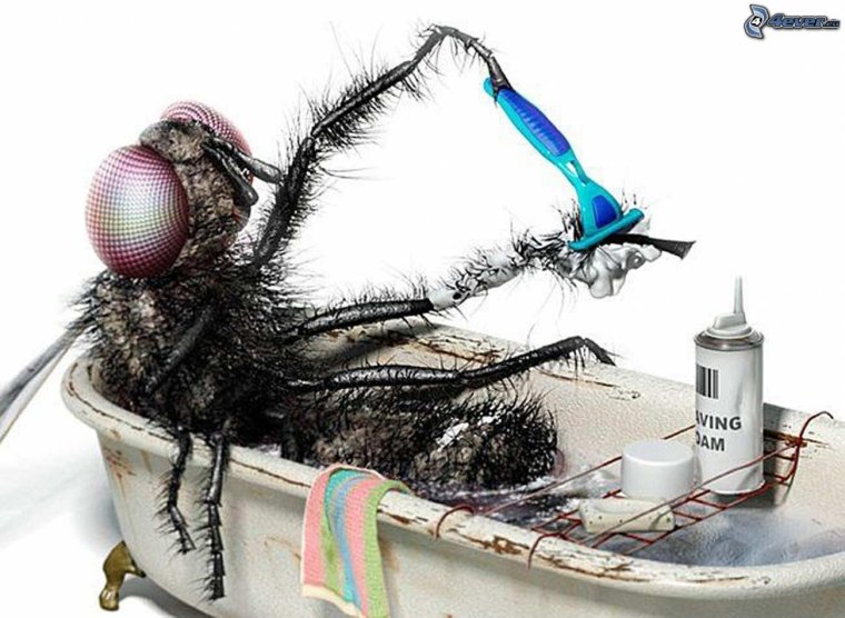 Смешная Муха