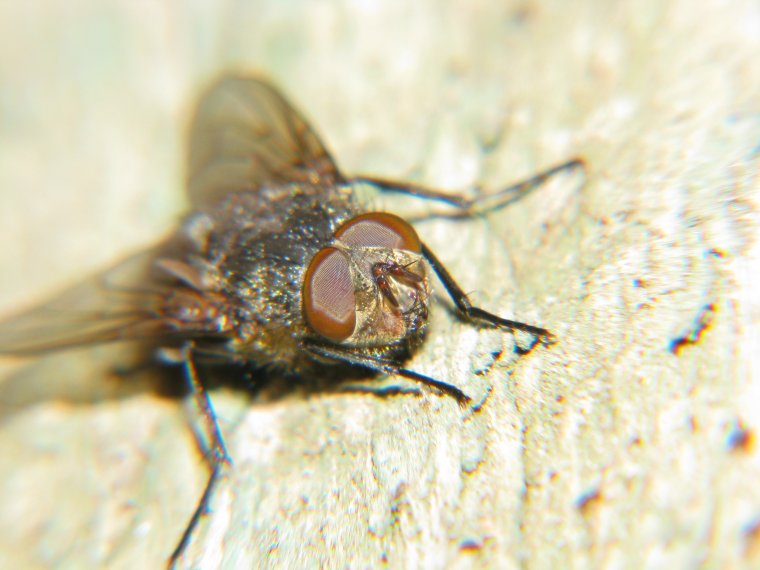 Сонная Муха