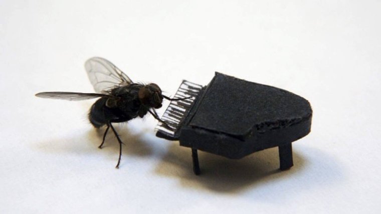 Муха с гитарой