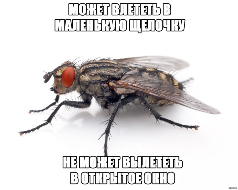 Муха прикол
