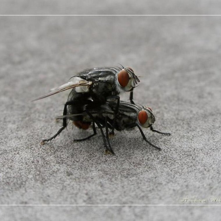 Накаченная Муха