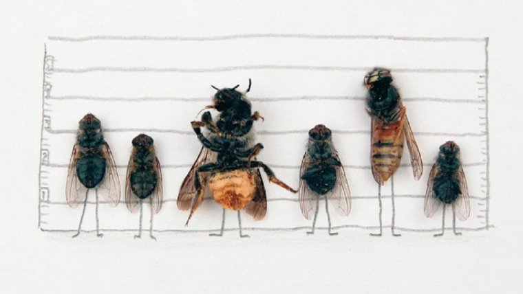 Магнус Мур и его мухи