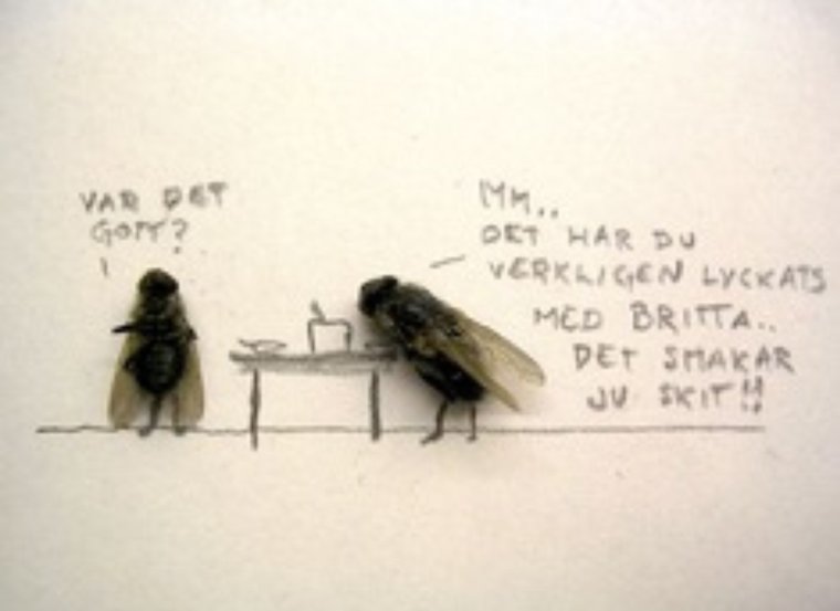 Муха смешная картинка