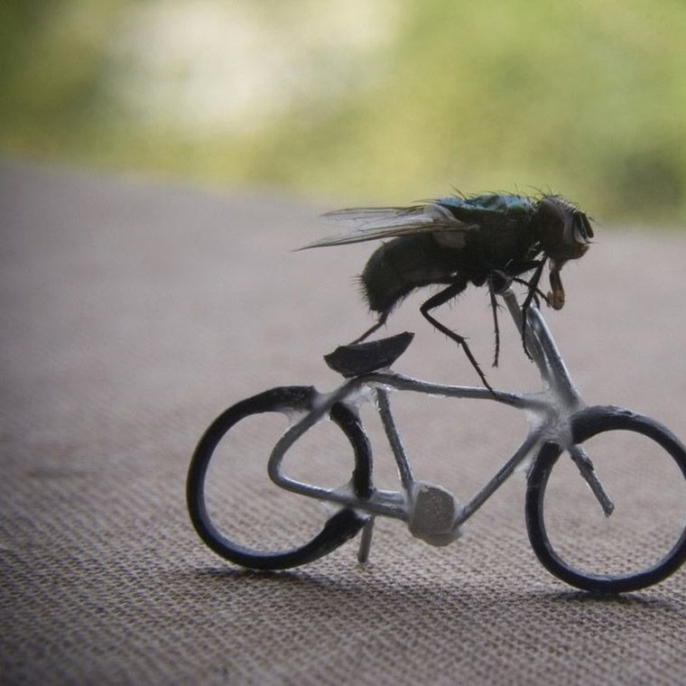 Насекомые на велосипеде