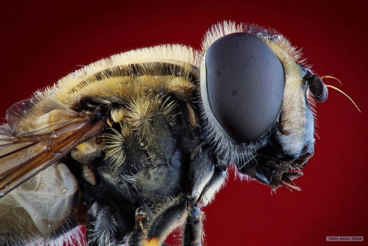 Муха Макросъемка