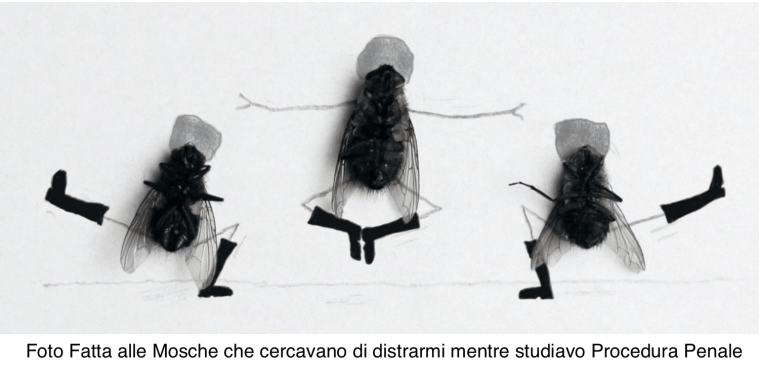 Муха танцует