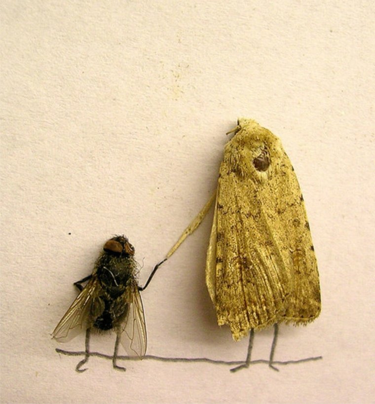 Смешная моль