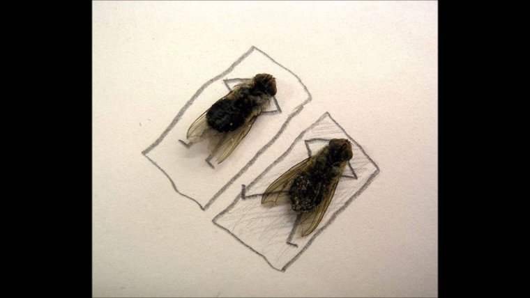 Муха прикольные картинки